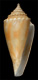 Click to see a larger version of this image (Conus papillaris  A. Adams & Reeve, 1848 Primary Type Image)