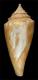 Click to see a larger version of this image (Conus papillaris  A. Adams & Reeve, 1848 Primary Type Image)