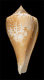 Click to see a larger version of this image (Conus patricius  Hinds, 1843 Primary Type Image)