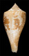 Click to see a larger version of this image (Conus patricius  Hinds, 1843 Primary Type Image)