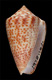 Click to see a larger version of this image (Conus perplexus  Sowerby ii, 1857 Primary Type Image)