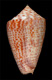 Click to see a larger version of this image (Conus perplexus  Sowerby ii, 1857 Primary Type Image)