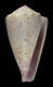 Click to see a larger version of this image (Conus pigmentatus  A. Adams & Reeve, 1848 Primary Type Image)