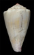 Click to see a larger version of this image (Conus pigmentatus  A. Adams & Reeve, 1848 Primary Type Image)