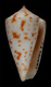 Click to see a larger version of this image (Conus piperatus  Reeve, 1844 Primary Type Image)