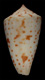 Click to see a larger version of this image (Conus piperatus  Reeve, 1844 Primary Type Image)