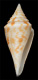 Click to see a larger version of this image (Conus praecellens  A. Adams, 1854 Primary Type Image)