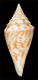 Click to see a larger version of this image (Conus praecellens  A. Adams, 1854 Primary Type Image)