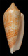 Click to see a larger version of this image (Conus prevosti  Sowerby iii, 1881 Primary Type Image)