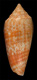 Click to see a larger version of this image (Conus prevosti  Sowerby iii, 1881 Primary Type Image)