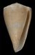 Click to see a larger version of this image (Conus primula  Reeve, 1849  Image)