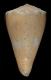 Click to see a larger version of this image (Conus primula  Reeve, 1849 Primary Type Image)