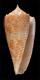 Click to see a larger version of this image (Conus pulcher  A. Adams, 1854 Primary Type Image)