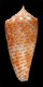 Click to see a larger version of this image (Conus pulcher  A. Adams, 1854 Primary Type Image)