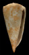 Click to see a larger version of this image (Conus queketti  Smith, 1906 Primary Type Image)