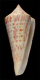 Click to see a larger version of this image (Conus recurvus  Broderip & Sowerby, 1833 Primary Type Image)