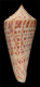 Click to see a larger version of this image (Conus recurvus  Broderip & Sowerby, 1833 Primary Type Image)