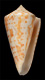 Click to see a larger version of this image (Conus regularis  Sowerby ii, 1833 Primary Type Image)