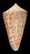 Click to see a larger version of this image (Conus regularis  Sowerby ii, 1833 Primary Type Image)