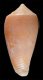 Click to see a larger version of this image (Conus roseotinctus  Sowerby ii, 1866 Primary Type Image)