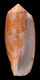 Click to see a larger version of this image (Conus geographus rosea  Sowerby ii, 1833 Primary Type Image)