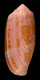 Click to see a larger version of this image (Conus geographus rosea  Sowerby ii, 1833 Primary Type Image)