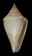 Click to see a larger version of this image (Conus selectus  A. Adams, 1855 Primary Type Image)