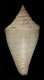 Click to see a larger version of this image (Conus selectus  A. Adams, 1855 Primary Type Image)