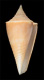 Click to see a larger version of this image (Conus semisulcatus  Sowerby, 1870 Primary Type Image)