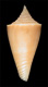 Click to see a larger version of this image (Conus semisulcatus  Sowerby, 1870 Primary Type Image)