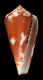 Click to see a larger version of this image (Conus signifer  Crosse, 1865 Primary Type Image)