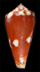 Click to see a larger version of this image (Conus signifer  Crosse, 1865 Primary Type Image)