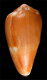 Click to see a larger version of this image (Conus secutor  Crosse, 1865 Primary Type Image)