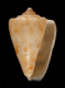 Click to see a larger version of this image (Conus (Stephanoconus) smithi  Angas, 1877 Primary Type Image)