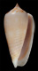 Click to see a larger version of this image (Conus solomonensis  Delsaerdt, 1992 Primary Type Image)