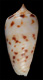 Click to see a larger version of this image (Conus solomonensis  Delsaerdt, 1992 Primary Type Image)