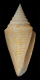 Click to see a larger version of this image (Conus sowerbii  Reeve, 1849 Primary Type Image)