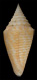 Click to see a larger version of this image (Conus sowerbii  Reeve, 1849 Primary Type Image)