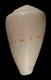 Click to see a larger version of this image (Conus succinctus  A. Adams, 1854 Primary Type Image)