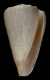 Click to see a larger version of this image (Conus suffusus  Sowerby iii, 1870 Primary Type Image)