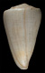 Click to see a larger version of this image (Conus suffusus  Sowerby iii, 1870 Primary Type Image)