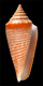 Click to see a larger version of this image (Conus sulciferus  A. Adams, 1854 Primary Type Image)