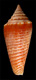 Click to see a larger version of this image (Conus sulciferus  A. Adams, 1854 Primary Type Image)