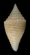 Click to see a larger version of this image (Conus turriculatus  Sowerby ii, 1866 Primary Type Image)