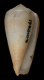 Click to see a larger version of this image (Conus ustulatus  Reeve, 1844 Primary Type Image)