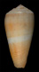 Click to see a larger version of this image (Conus ustulatus  Reeve, 1844 Primary Type Image)