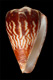 Click to see a larger version of this image (Conus verdensis  Trovao, 1979 Primary Type Image)