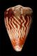 Click to see a larger version of this image (Conus verdensis  Trovao, 1979 Primary Type Image)