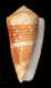 Click to see a larger version of this image (Conus victor  Broderip, 1842  Image)