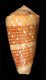 Click to see a larger version of this image (Conus victor  Broderip, 1842 Primary Type Image)